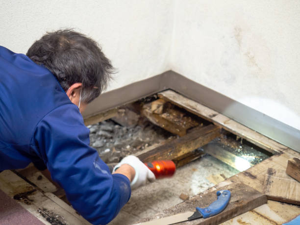 Best Mold Testing  in Colma, CA