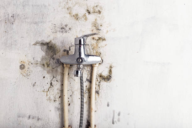 Professional Mold Removal in Colma, CA