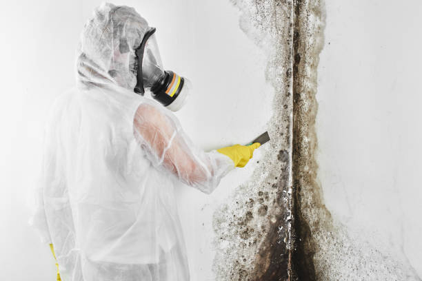 Best Home Mold Removal  in Colma, CA