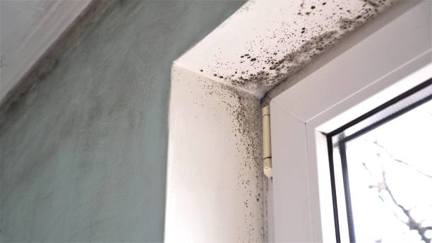Best Crawl Space Mold Removal  in Colma, CA