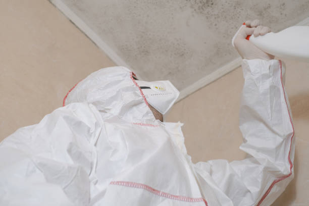 Mold Removal Process in Colma, CA