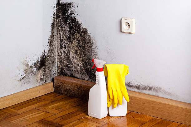 Best Mold Testing  in Colma, CA