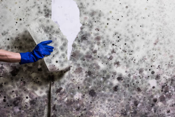 Attic Mold Removal in Colma, CA