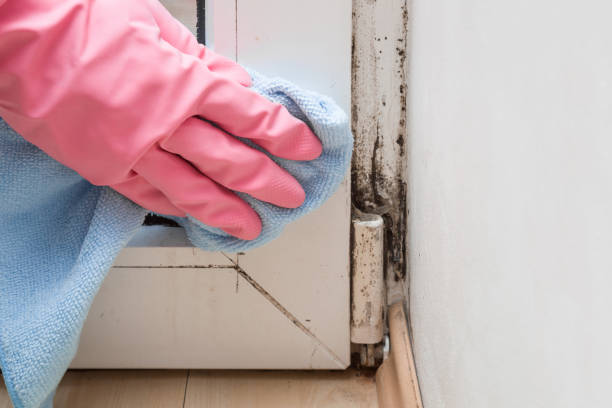 Best Affordable Mold Removal  in Colma, CA